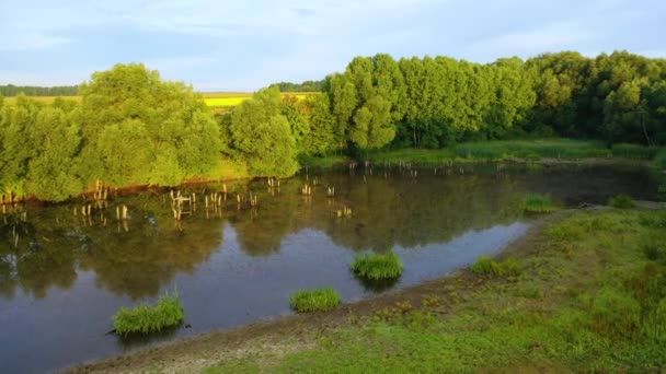 Vuelo sobre un pequeño lago, con hierba alta en las orillas, en el campo — Vídeo de stock