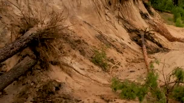 Orkan fällte Kiefernwald, Bäume liegen im Sand — Stockvideo