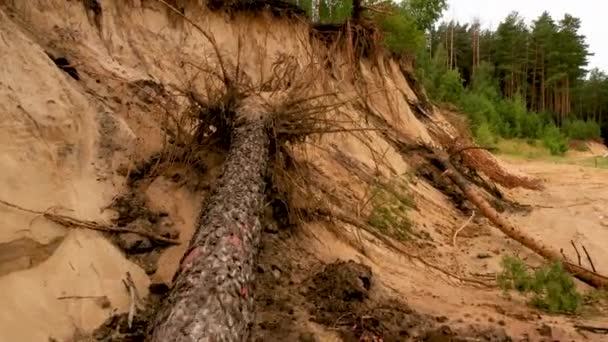 Orkanen fældet fyrreskov, træer ligger i sandet – Stock-video