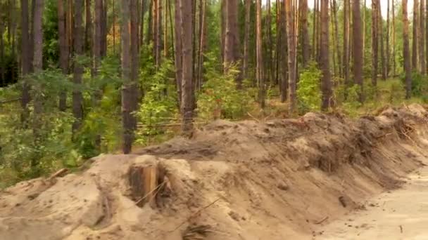 Huracán talado bosque de pinos, árboles yacen en la arena — Vídeo de stock