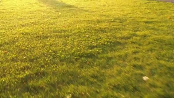 4к Уникальные аллеи, утром свежий центральный парк им. А. — стоковое видео