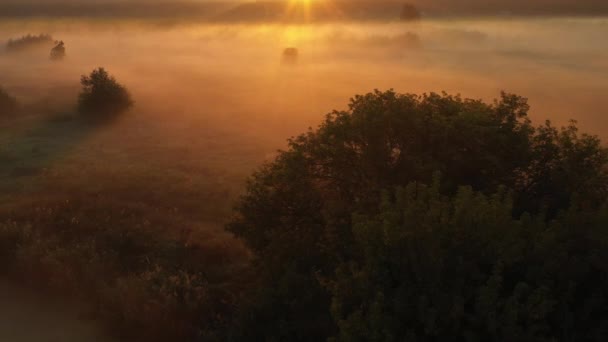 4K Volando sobre el prado de verano de la mañana en la niebla, hermoso paisaje de verano, de alta calidad — Vídeos de Stock