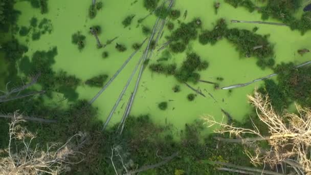 Marais vert mystique dans la forêt. Les arbres secs tombés et les algues vertes couvrent complètement la surface de l'eau . — Video