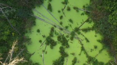 Ormandaki mistik yeşil bataklık. Kurumuş ağaçlar ve yeşil algler suyun yüzeyini tamamen kaplıyor..