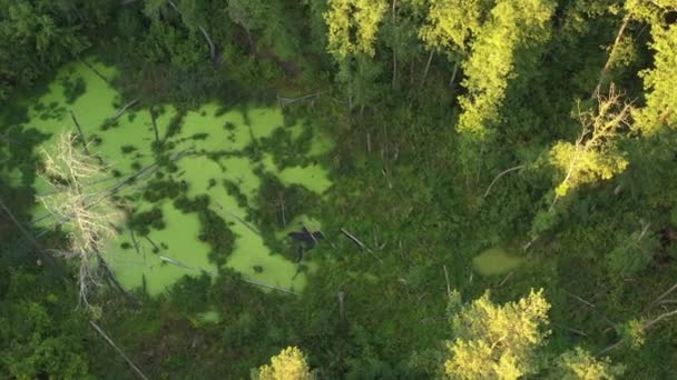 Mystisch grüner Sumpf im Wald. Umgestürzte trockene Bäume und Grünalgen bedecken die Wasseroberfläche vollständig. — Stockvideo