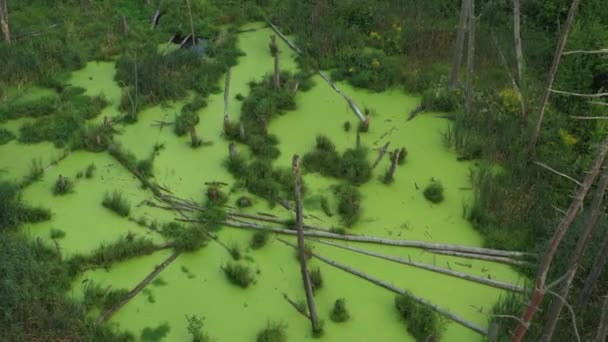 Mystisch grüner Sumpf im Wald. Umgestürzte trockene Bäume und Grünalgen bedecken die Wasseroberfläche vollständig. — Stockvideo