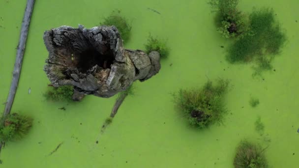 Мистическое зеленое болото в лесу. Падшие сухие деревья и зеленые водоросли полностью покрывают поверхность воды . — стоковое видео
