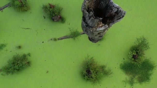 Mystisch grüner Sumpf im Wald. Umgestürzte trockene Bäume und Grünalgen bedecken die Wasseroberfläche vollständig. — Stockvideo