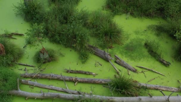 Mystisch grüner Sumpf im Wald. Umgestürzte trockene Bäume und Grünalgen bedecken die Wasseroberfläche vollständig. — Stockvideo