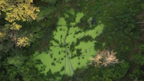 Rejtélyes zöld mocsár az erdőben. A lehullott száraz fák és a zöld algák teljesen befedik a víz felszínét.. — Stock videók