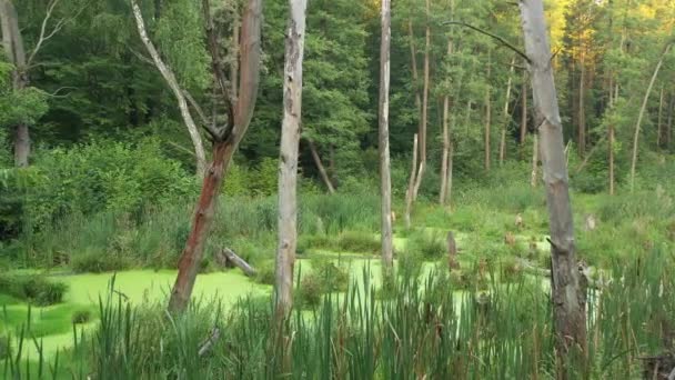 Mystiskt grönt träsk i skogen. Fallna torra träd och gröna alger täcker helt vattenytan. — Stockvideo