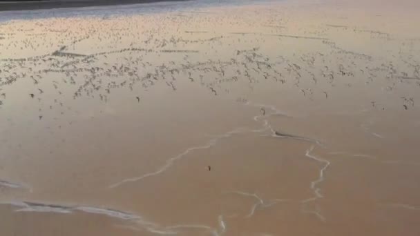 4k, Tuzla tuz gölünde gün batımı, martılar rezervuar yüzeyinde oturup gölün üzerinde uçmak. — Stok video