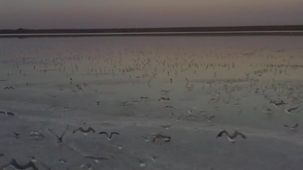4K, 투즐라 솔트 레이크의 일몰, 갈매기는 저수지의 표면에 앉아 호수 를 통해 비행. — 비디오