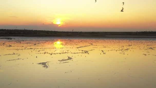 4k, puesta del sol en el lago de sal Tuzla, gaviotas se sientan en la superficie del embalse y vuelan sobre el lago . — Vídeos de Stock