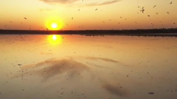 4k, puesta del sol en el lago de sal Tuzla, gaviotas se sientan en la superficie del embalse y vuelan sobre el lago . — Vídeo de stock