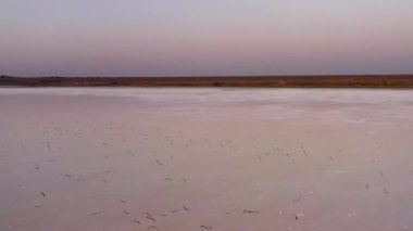 4k, Tuzla tuz gölünde gün batımı, martılar rezervuar yüzeyinde oturup gölün üzerinde uçmak.