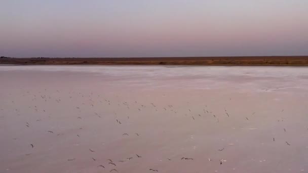 4K, solnedgång på Tuzla Saltsjö, Seagulls sitta på ytan av reservoaren och flyga över sjön. — Stockvideo