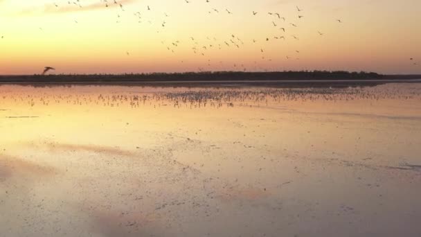 4k, Tuzla tuz gölünde gün batımı, martılar rezervuar yüzeyinde oturup gölün üzerinde uçmak. — Stok video