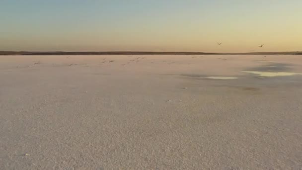 4K, ηλιοβασίλεμα στην αλμυρή λίμνη Τούζλα, γλάροι κάθονται στην επιφάνεια της δεξαμενής και πετούν πάνω από τη λίμνη. — Αρχείο Βίντεο