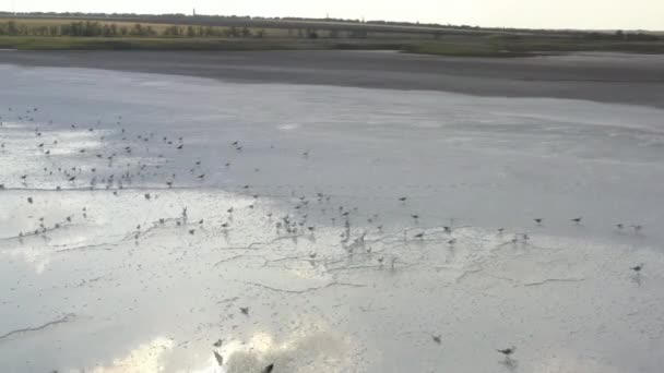 4k, Закат на озере Тузла соль, чайки сидеть на поверхности водохранилища и летать над озером . — стоковое видео