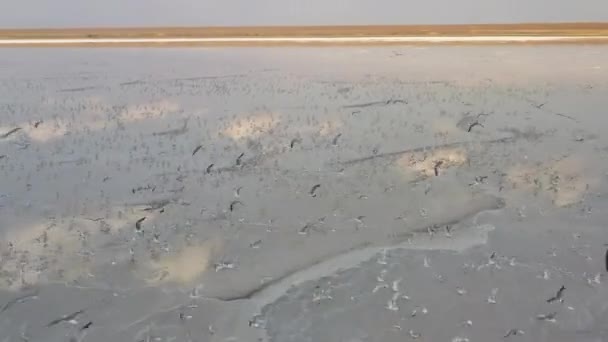 4k, zonsondergang op Tuzla Salt Lake, meeuwen zitten op het oppervlak van het reservoir en vliegen over het meer. — Stockvideo