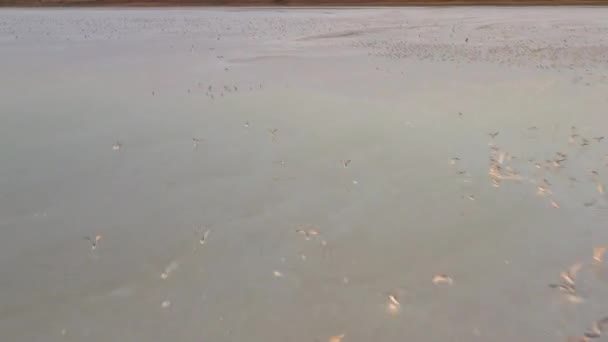 4k, puesta del sol en el lago de sal Tuzla, gaviotas se sientan en la superficie del embalse y vuelan sobre el lago . — Vídeo de stock