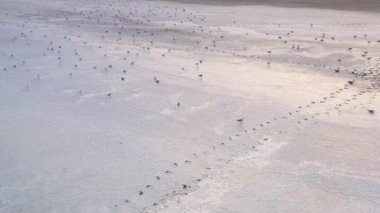 4k, Tuzla tuz gölünde gün batımı, martılar rezervuar yüzeyinde oturup gölün üzerinde uçmak.