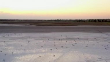 4k, Tuzla tuz gölünde gün batımı, martılar rezervuar yüzeyinde oturup gölün üzerinde uçmak.