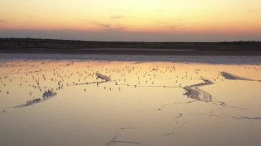 4k, Tuzla tuz gölünde gün batımı, martılar rezervuar yüzeyinde oturup gölün üzerinde uçmak.