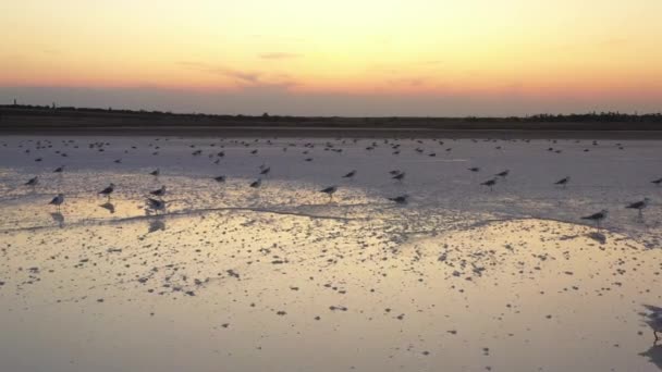 4k, puesta del sol en el lago de sal Tuzla, gaviotas se sientan en la superficie del embalse y vuelan sobre el lago . — Vídeo de stock