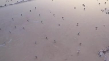 4k, Tuzla tuz gölünde gün batımı, martılar rezervuar yüzeyinde oturup gölün üzerinde uçmak.
