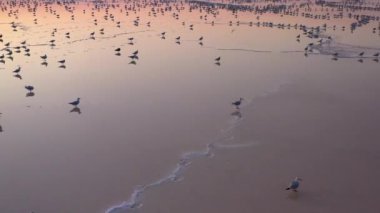 4k, Tuzla tuz gölünde gün batımı, martılar rezervuar yüzeyinde oturup gölün üzerinde uçmak.