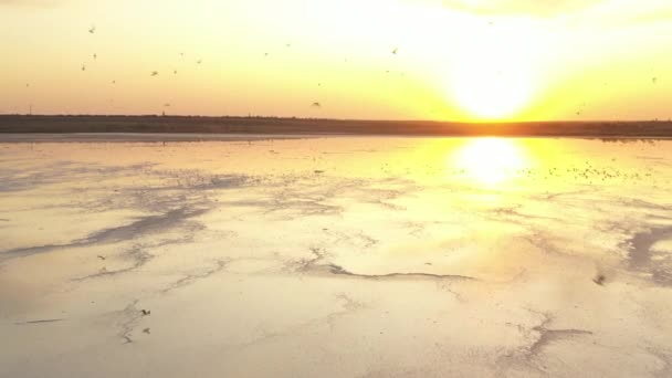 4K, zachód słońca na Tuzla słone jezioro, mewy siedzieć na powierzchni zbiornika i latać nad jeziorem. — Wideo stockowe