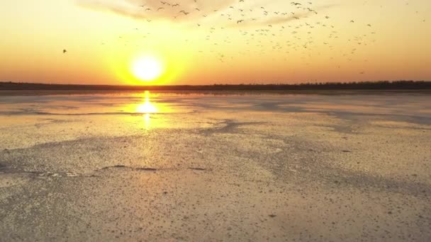 4K, zachód słońca na Tuzla słone jezioro, mewy siedzieć na powierzchni zbiornika i latać nad jeziorem. — Wideo stockowe