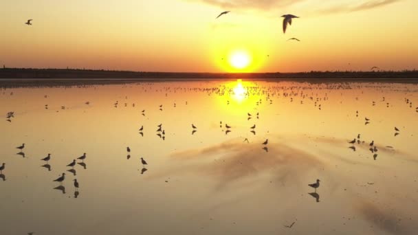 4k, Tramonto sul lago salato di Tuzla, i gabbiani siedono sulla superficie del serbatoio e sorvolano il lago . — Video Stock