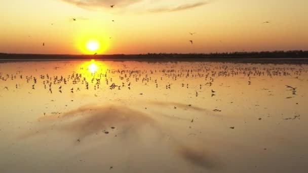 4k, Sonnenuntergang auf dem Salzsee Tuzla, Möwen sitzen auf der Oberfläche des Stausees und fliegen über den See. — Stockvideo