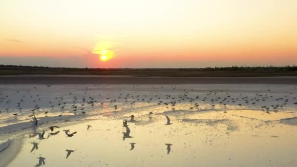 4k, Tramonto sul lago salato di Tuzla, i gabbiani siedono sulla superficie del serbatoio e sorvolano il lago . — Video Stock