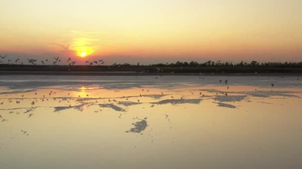 4k, puesta del sol en el lago de sal Tuzla, gaviotas se sientan en la superficie del embalse y vuelan sobre el lago . — Vídeo de stock