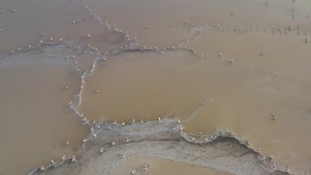 4k, puesta del sol en el lago de sal Tuzla, gaviotas se sientan en la superficie del embalse y vuelan sobre el lago . — Vídeo de stock