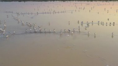 4k, Tuzla tuz gölünde gün batımı, martılar rezervuar yüzeyinde oturup gölün üzerinde uçmak.