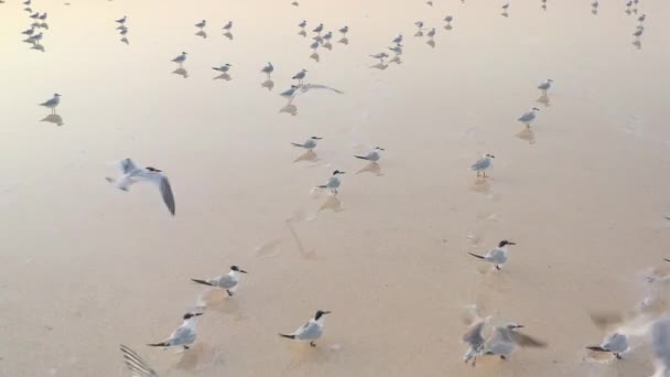 4k, por do sol no lago de sal de Tuzla, gaivotas sentam-se na superfície do reservatório e voam sobre o lago . — Vídeo de Stock