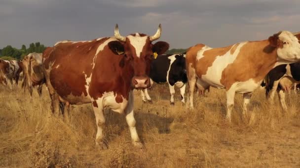 Las vacas pastan en el prado, donde la hierba ardía por el calor . — Vídeo de stock