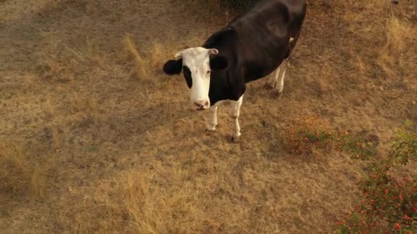 Koeien grazen in de weide, waar het gras door de hitte verbrandde. — Stockvideo