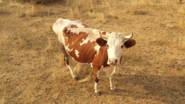 Krowy pasą się na łące, gdzie trawa płonęła od gorąca. — Wideo stockowe