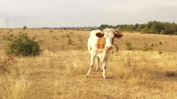 Kor betar på ängen, där gräset brinner av värmen. — Stockvideo