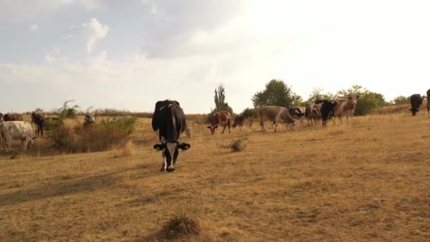 Krávy se pasou na louce, kde tráva hoří žárem. — Stock video