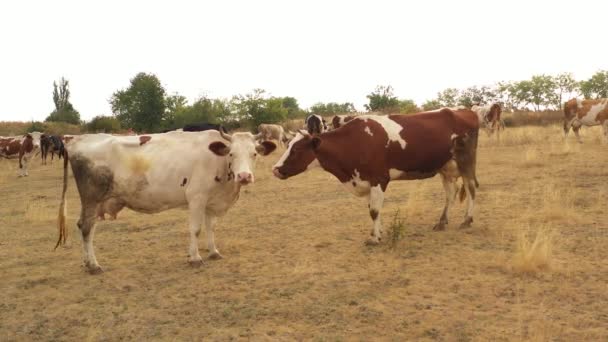 Le mucche pascolano nel prato, dove l'erba bruciata dal calore . — Video Stock