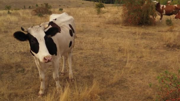 Koeien grazen in de weide, waar het gras door de hitte verbrandde. — Stockvideo