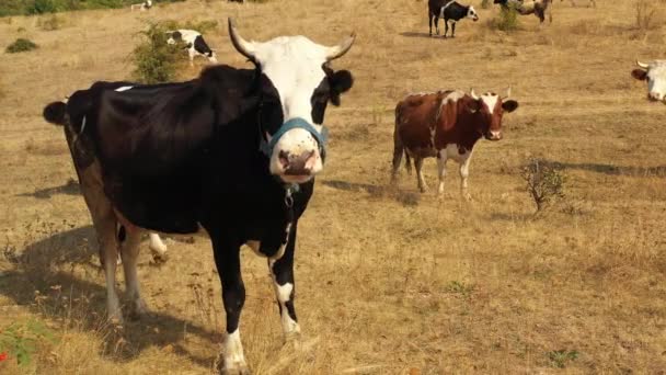 Krávy se pasou na louce, kde tráva hoří žárem. — Stock video