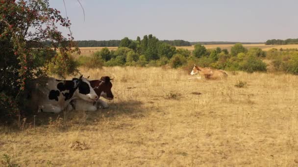 Krowy pasą się na łące, gdzie trawa płonęła od gorąca. — Wideo stockowe